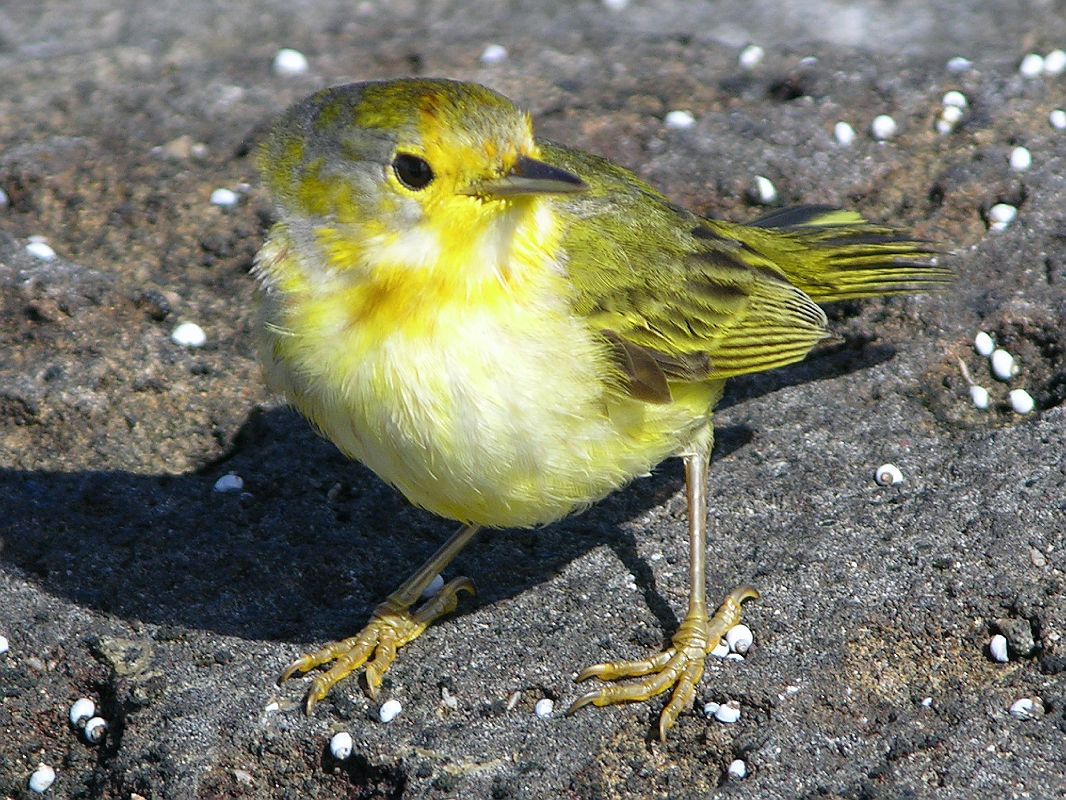 Galapagos 6-1-12 Santiago Puerto Egas Yellow Warbler